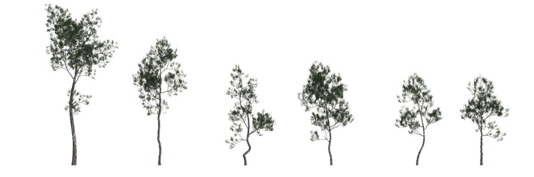 3d illustration of set pinus dalatensis tree isolated on white background