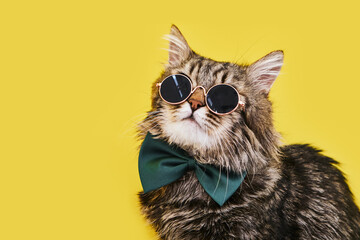 Closeup view of amazing domestic pet in black round fashion sunglasses on yellow wall.