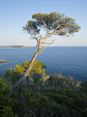 Mediterranean Pine Tree on the Coast of Hyeres and Presqu'iles de Giens at sunset, France