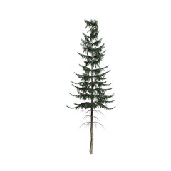 3d illustration of picea abies tree isolated on white background