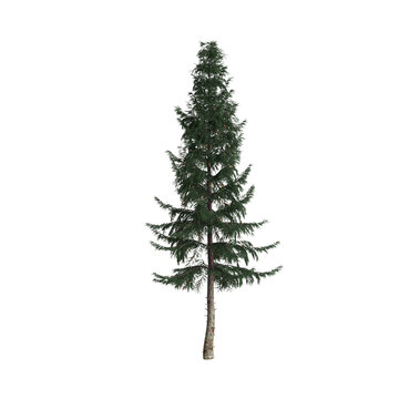 3d Illustration Of Picea Abies Tree Isolated On White Background