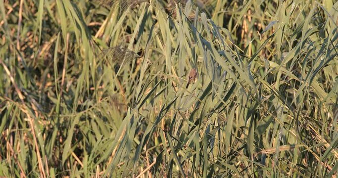 yellow wagtail motacilla flava resting in the reeds