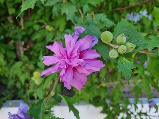 Hibiscus syriacus flowering plant in the mallow family, Malvaceae. Common names include the rose of Sharon (especially in North America), Syrian ketmia, shrub althea, and rose mallow