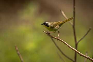Male Common Yellow-throat Warbler poses on a branch