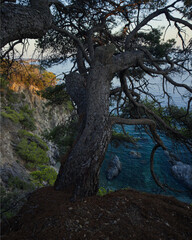 Fototapeta na wymiar Mediterranean Pine Tree on the Coast of Hyeres and Presqu'iles de Giens at sunset, France