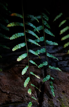 Close up Drynaria rigidula fern leaves in tropical rainforest