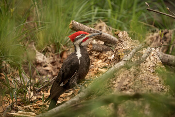 A male Pileated Woodpecker searches for grubs in a dead log