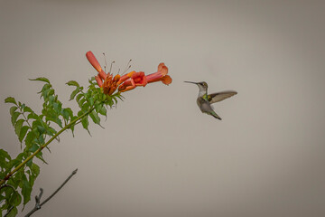 Female Ruby-throated Hummingbird gathers nectar from a trumpet flower