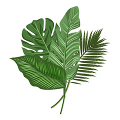 Composition of tropical leaves isolated on a white background.Vector natural composition can be used in wedding designs.postcards, textiles.