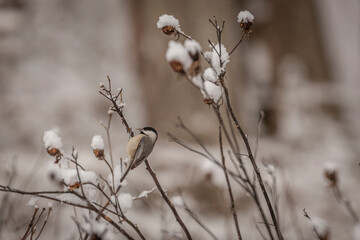Carolina Chickadee on snow covered plant stems