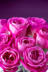 Pink rose flowers background. Roses background. Pink flowers wallpaper.