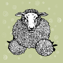 illustration of a sheep