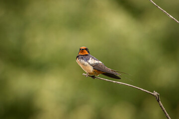 Barn Swallow perched on a branch