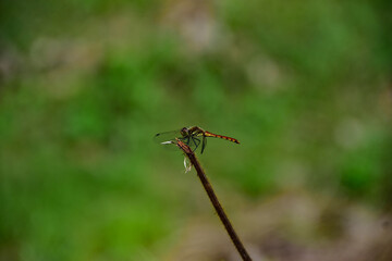 秋の風景　美しい緑とトンボ