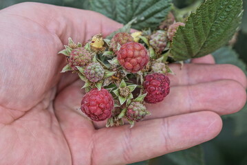 Naklejka na ściany i meble hand holds red green raspberries on a branch of a bush with leaves in a summer garden