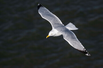 Herring Gull in flight, top view