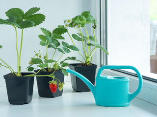 Strawberry bushes grow in pots on the windowsill, berries turn red, ripen, blue watering can