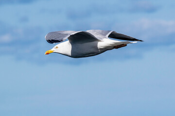 Herring Gull in flight at eye level