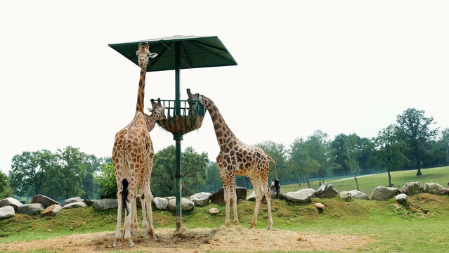 SAFARI PARK POMBIA, ITALY - JULY 7, 2018: curious giraffes in the SAFARI zoo. Travel in the car. zebras eat from the big trough, chewing. High quality photo