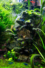 Algae in a freshwater aquascape, a home dirty aquarium with fish, shrimp and plants overgrown with different types of algae