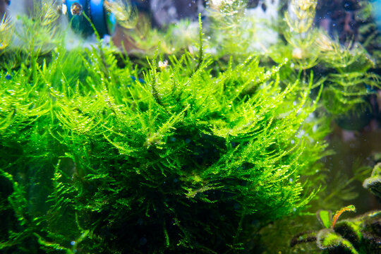 Algae in a home dirty aquarium, moss sp. giant South America covered with different types of algae