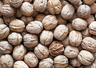 background of walnuts and one Manchurian Walnut 