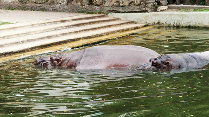 on a hot summer day, hippos bathe in the water, in the pool, in the zoo. Hippopotamus. High quality...