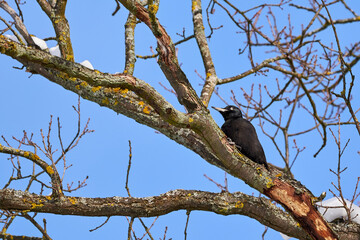 Black Woodpecker resting on a tree in winter (Dryocopus martius)