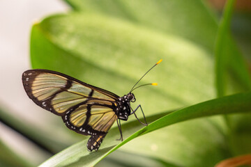 Papillon