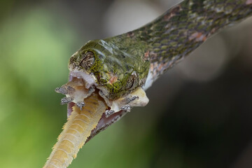 Boiga bengkuluensis snake closeup head with natural background, Boiga bengkuluensis snake closeup
