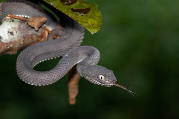 Black mangrove pit Viper closeup on branch,  Black solid Pit Viper Closeup on branch