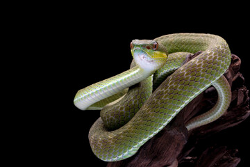 Obraz premium Trimeresurus Albolabris Insularis closeup on branch, Indonesian viper snake closeup