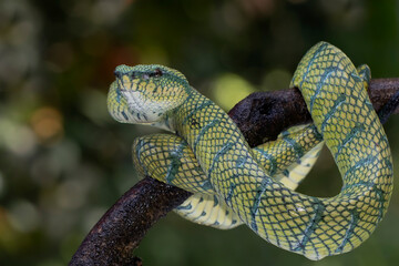 Tropidolaemus subannulatus wagleri viper closeup on branch, Tropidolaemus subannulatus closeup, Closeup snake