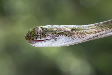 Boiga bengkuluensis snake closeup head with natural background, Boiga bengkuluensis snake closeup