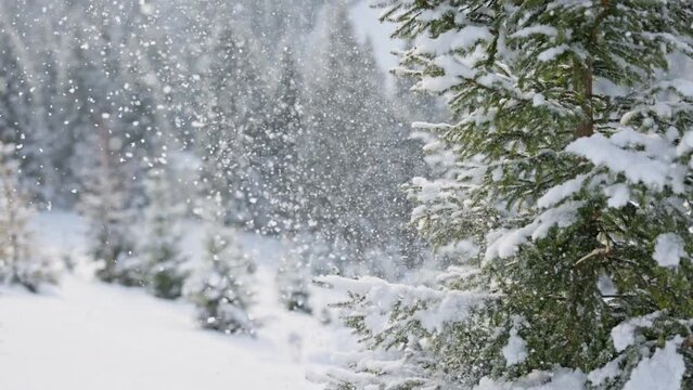 Wind blows snow from the fir tree. Winter nature concept. Winter in forest and mountains, slow motion