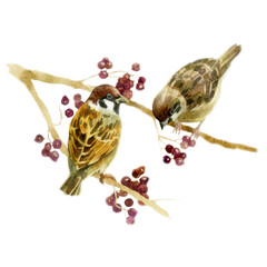 Watercolor illustration sparrows on a tree branch. Plants and birds. Summer forest image.