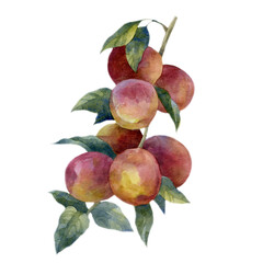Watercolor illustration, fruits of peaches on a tree branch. Bright juicy fruits. Plant, summer forest image.
