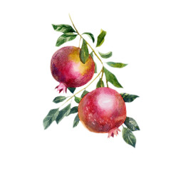 Watercolor illustration, pomegranate fruits on a tree branch. Bright juicy fruits. Plant, summer forest image.