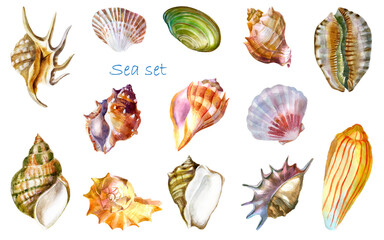 Watercolor illustration, set. Shell. Summer sea image.