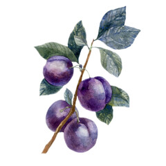 Watercolor illustration, plum fruits on a tree branch. Bright juicy fruits. Plant, summer forest image.