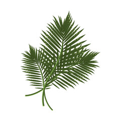 A tropical composition of leaves isolated on a white background.Vector illustration can be used in postcards, textiles, holiday designs.
