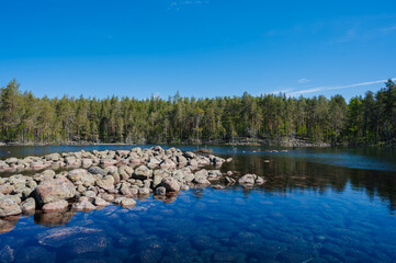 landscape with stones in lake against background of a spruce forest on sunny summer day. Moraines in Karelia in Russia