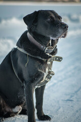 A beautiful black purebred labrador plays in the snow in winter.
