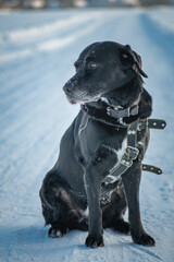 A beautiful black purebred labrador plays in the snow in winter.