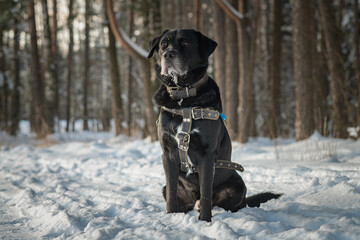 A beautiful black purebred labrador plays in the snow in winter.