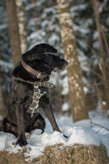 A beautiful black purebred labrador plays in the snow in winter.