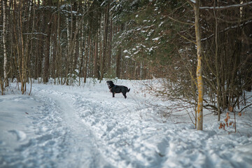 A beautiful black purebred labrador plays in the snow in winter.