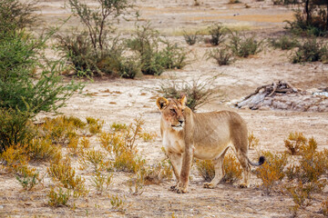 Obraz na płótnie Canvas African lioness walking in shrub land in Kgalagadi transfrontier park, South Africa; Specie panthera leo family of felidae