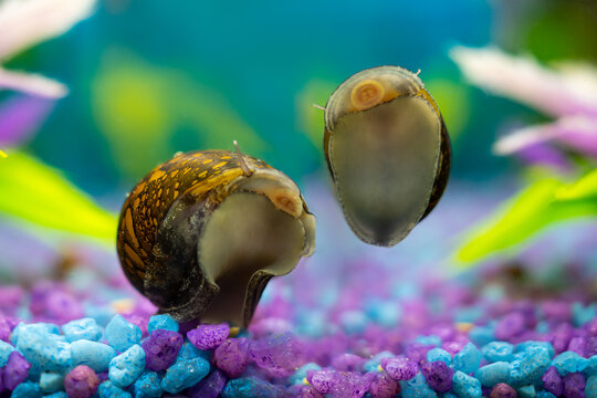 Snail neritidae in a home aquarium