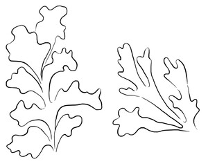 Seaweeds made of black outlines, single elements for beach wedding Illustration, clipart